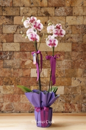 Özel Rengiyle dikkat çeken bir orkide göndermek istiyorsanız, Melis Flowers olarak size en güzel orkide çeşitleriyle hizmet veriyoruz.