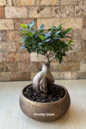  Bodur ağaç görünümlü ev, ofis gibi gönderdiğiniz ortamlara farklı hava katacak bonsai bitkisi sevdikleriniz için güzel bir hediye olacak. Ürün Boyutu: 45 cm