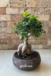   Bodur ağaç görünümlü ev, ofis gibi gönderdiğiniz ortamlara farklı hava katacak bonsai bitkisi sevdikleriniz için güzel bir hediye olacak. Ürün Boyutu: 45 cm